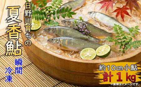 日野川育ちの「夏香鮎」瞬間冷凍１kg(約10cm小鮎）