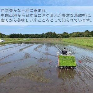 令和7年産 きぬむすめ10kg(精白) 米 精白米