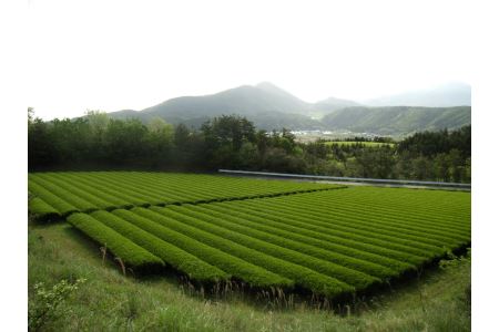 「ほうじ茶」150g×14本