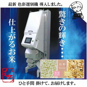 令和7年産  きぬむすめ10kg　無洗米