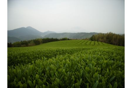 「煎茶 大山ほまれ」100g×5本セット