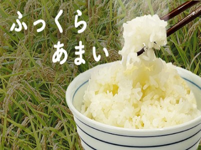 令和7年産 星空舞 10kg(5kg×2袋)