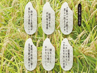 令和7年産 星空舞 10kg(5kg×2袋)