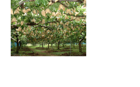 鳥取県産梨「秋甘泉(あきかんせん)」5kg