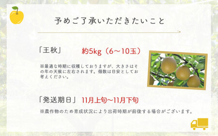 王秋 【倉吉産】5kg（JA鳥取中央） 梨 果物 フルーツ