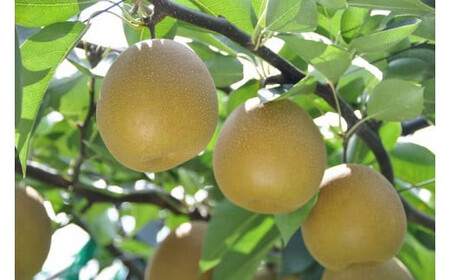 王秋 【倉吉産】5kg（JA鳥取中央） 梨 果物 フルーツ