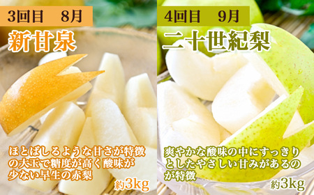 【数量限定】倉吉のフルーツ定期便 2026 先行予約 【6月から6回のお届け】鳥取県 倉吉市 新甘泉 二十世紀梨 王秋 スイカ プリンスメロン ディーバメロン メロン 6回 お届け 果物 定期便 期間限定