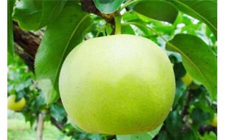 二十世紀梨【鳥取県産】（小玉）5kg（生橋農園） 青秀 梨 果物 フルーツ