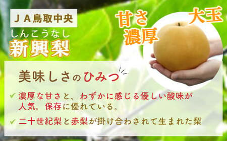 新興梨 【倉吉産】5kg（JA鳥取中央） 梨 果物 フルーツ