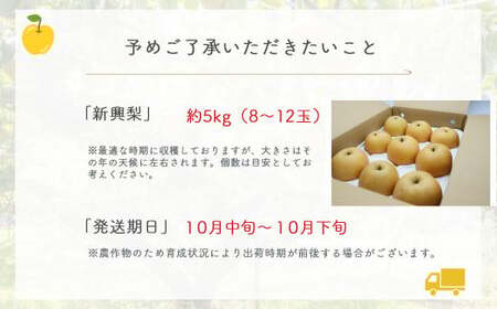 新興梨 【倉吉産】5kg（JA鳥取中央） 梨 果物 フルーツ