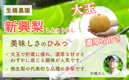 新興梨【鳥取県産】５ｋｇ（生橋農園） 梨 果物 フルーツ