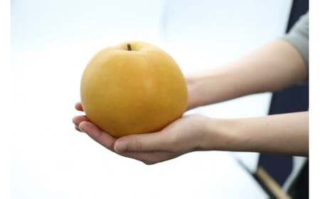 新興梨【鳥取県産】５ｋｇ（生橋農園） 梨 果物 フルーツ