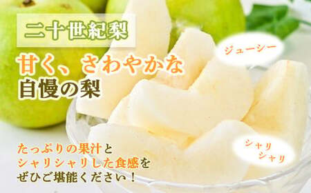 新甘泉と二十世紀梨の食べ比べセット 【鳥取県産】 ５kg (生橋農園) 梨 果物 フルーツ