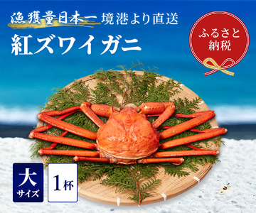 【蟹セレブ】ズワイガニ（紅ズワイガニ）大1杯（500～600g×1） 冷蔵 カニ ボイル 紅ズワイガニ 新鮮 ズワイガニ ずわいがに 期間限定 国産 鳥取県 倉吉市