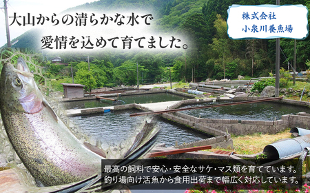 【真空冷凍】 関金サーモン ふり塩切り身 1.440g(60g×24切れ) マス 鮭 サーモン