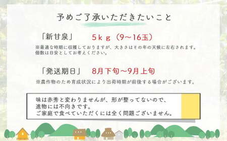 鳥取県だけで作られている幻の梨 新甘泉【鳥取県産】（家庭用）５kg（生橋農園） 青秀 梨 果物 フルーツ