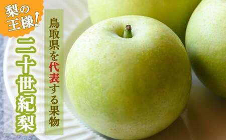 【先行予約】【令和8年産】家庭用 二十世紀梨 5kg（10～16玉） 梨 果物 フルーツ 和梨  20世紀梨