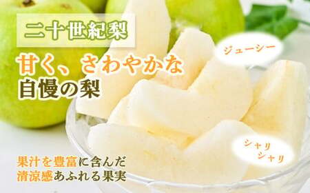 【先行予約】【令和8年産】家庭用 二十世紀梨 5kg（10～16玉） 梨 果物 フルーツ 和梨  20世紀梨