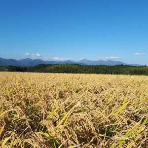 ※3月配送分【令和7産米】倉吉市産 コシヒカリ 10kg（5kg×2袋）大江農場 数量限定