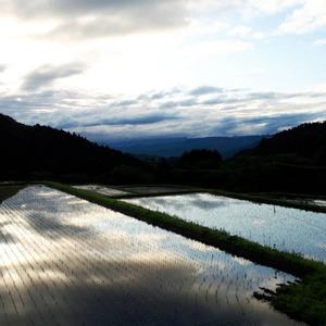 ※3月配送分【令和7産米】倉吉市産 コシヒカリ 10kg（5kg×2袋）大江農場 数量限定