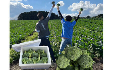 【10月中旬～12月上旬発送】倉吉市 朝どれブロッコリー（1.5kg） ブロッコリー