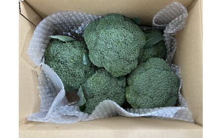 【10月中旬～12月上旬発送】倉吉市 朝どれブロッコリー（1.5kg） ブロッコリー