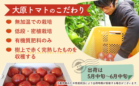 大原トマト【倉吉産】 トマト 甘い 人気 4kg とまと 野菜 サラダ 鳥取県 倉吉市