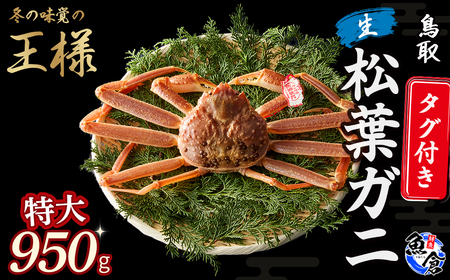 松葉ガニ タグ付き生松葉ガニ（特大950g） 松葉ガニ 松葉がに かにかに カニ 蟹 生 新鮮 かに カニ 蟹 カニ 蟹 生 ズワイガニ カニ爪 タグ付き 冷蔵 ずわいがに 特大 国産 鮮度抜群 鳥取県 倉吉市【魚倉】