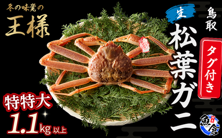 【松葉ガニ/11月より寄付額改定】【魚倉】 タグ付き生松葉ガニ(特特大1.1kg以上)