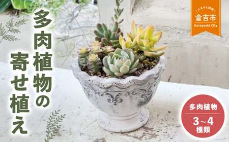 多肉植物の寄せ植え M ギフト 観葉植物 多肉植物 寄せ植え
