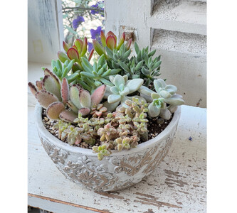 多肉植物の寄せ植え L ギフト 観葉植物 多肉植物 寄せ植え 鳥取県 倉吉