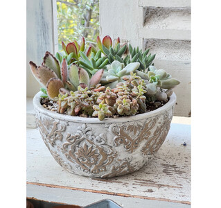 多肉植物の寄せ植え L ギフト 観葉植物 多肉植物 寄せ植え 鳥取県 倉吉