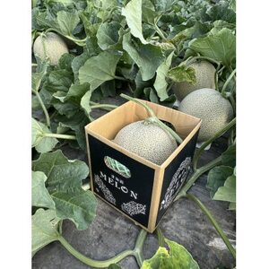 【北海道産】赤肉メロン 「くんねっぷメロン」1玉(1.8kg以上) 〈農家直送〉【配送不可地域：離島・沖縄県】【1516194】
