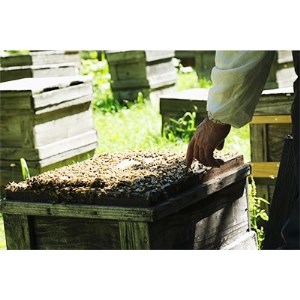 北海道産天然はちみつ　百花蜜　1kg【配送不可地域：離島・沖縄県】【1056689】