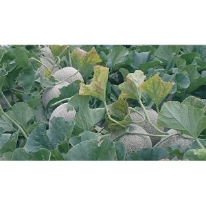 【2026年7月中旬以降発送】北海道　くんねっぷメロン5玉 【配送不可地域：離島・沖縄県】【1112607】