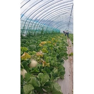 【2026年7月中旬以降発送】北海道　くんねっぷメロン5玉 【配送不可地域：離島・沖縄県】【1112607】