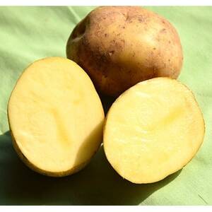 佐藤農場のじゃがいも「とうや」10kg【配送不可地域：離島・沖縄県】【1414643】