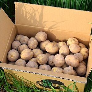 佐藤農場のじゃがいも「とうや」10kg【配送不可地域：離島・沖縄県】【1414643】