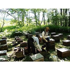 北海道産天然はちみつ たんぽぽ 1kg【配送不可地域:離島・沖縄県】【1056691】