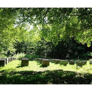 北海道産天然はちみつ たんぽぽ 1kg【配送不可地域:離島・沖縄県】【1056691】