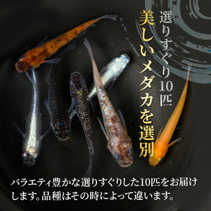 数量限定 メダカ 改良メダカ 10匹 バラエティ セット sm-CI002 あらしまやメダカ