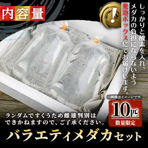 数量限定 メダカ 改良メダカ 10匹 バラエティ セット sm-CI002 あらしまやメダカ