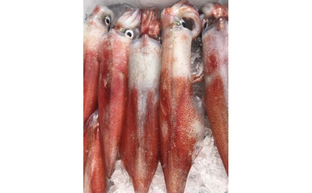 ＜土日祝着＞＜数量限定・7月～9月上旬配送予定＞お刺身用白いか(4～6尾)