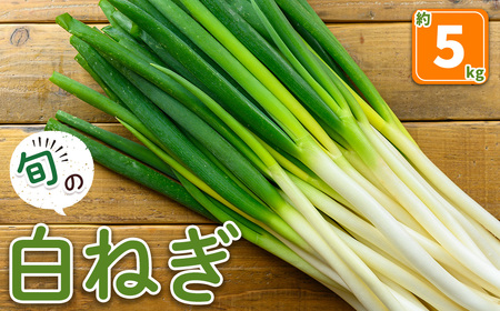 <先行予約受付中!11月上旬~3月下旬発送予定>白ねぎ(約5kg) ねぎ 白ねぎ ネギ 白ネギ 葱 旬 煮込み 炒め 生 和洋中 万能 鍋 鍋料理 【sm-DI004】【大原茂美】