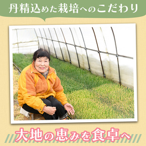 <先行予約受付中!11月上旬~3月下旬発送予定>白ねぎ(約5kg) ねぎ 白ねぎ ネギ 白ネギ 葱 旬 煮込み 炒め 生 和洋中 万能 鍋 鍋料理 【sm-DI004】【大原茂美】