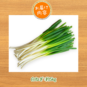 <先行予約受付中!11月上旬~3月下旬発送予定>白ねぎ(約5kg) ねぎ 白ねぎ ネギ 白ネギ 葱 旬 煮込み 炒め 生 和洋中 万能 鍋 鍋料理 【sm-DI004】【大原茂美】