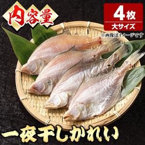 一夜干しかれい 大サイズ！(4枚) 国産 魚介 干物 干し物 海の幸 エテカレイ 冷凍 おかず おつまみ 【sm-DG005-A】【木村鮮魚店】
