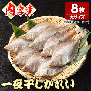 一夜干しかれい 大サイズ！(8枚) 国産 魚介 干物 干し物 海の幸 エテカレイ 冷凍 おかず おつまみ 【sm-DG005-B】【木村鮮魚店】