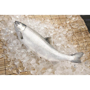 ＜数量限定＞氷温 熟成 境港サーモン3種セット(8切)