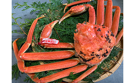 【22023】鳥取網代港【ブランドタグ付】浜茹で！極上松葉ガニ（大）800g【さかなや新鮮組】